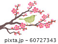 紅梅の枝にウグイス 60727343