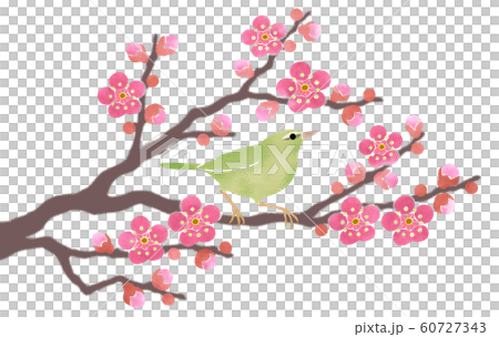 Warbler on branch of red plum 60727343