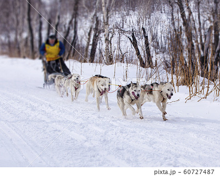 musher hiding behind sleigh at sled dog race on snow in winter musher hiding behind sleigh at sled dog race on snow in winter 60727487