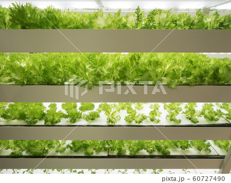 野菜工場 レタスの栽培 60727490