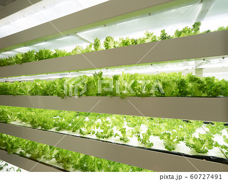 野菜工場 レタスの栽培 60727491