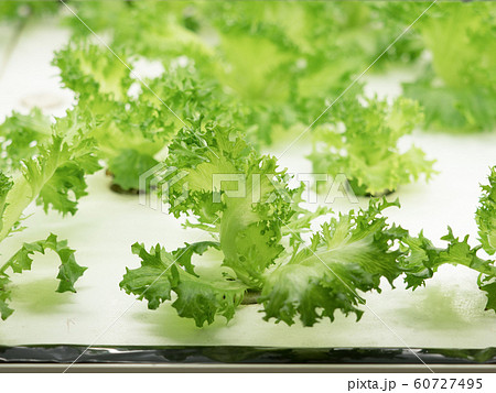 野菜工場 レタスの栽培 60727495