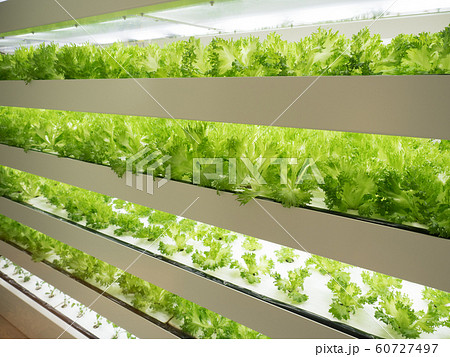 野菜工場 レタスの栽培 野菜工場 レタスの栽培 60727497