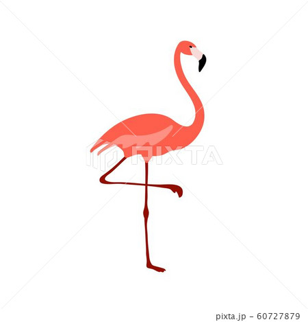 Flamingo Clipart Tropical Bird Drawing のイラスト素材