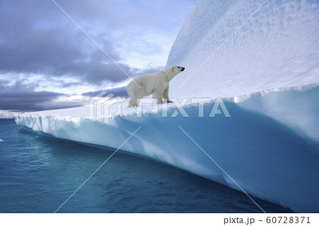 Polar Bear on an iceberg in Northwest Fjord - Greenland 60728371