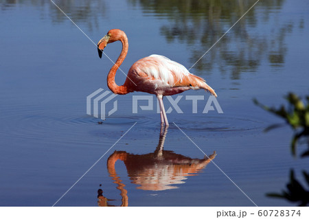 Greater Flamingo on Floreana Island - Galapagos...の写真素材