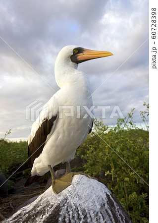 Nazca Booby on Espanola - Galapagos Islands Nazca Booby on Espanola - Galapagos Islands 60728398