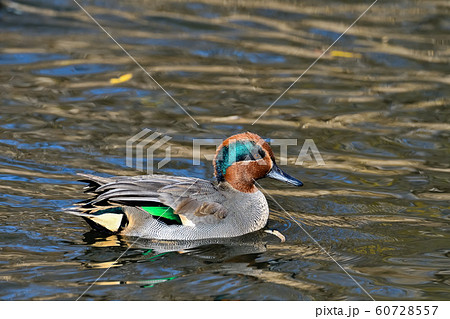 コガモ 60728557