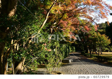 伊勢神宮　紅葉 60729979