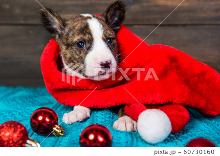 Funny Basenji puppy dog in santa hat and red balls Funny Basenji puppy dog in santa hat and red balls 60730160
