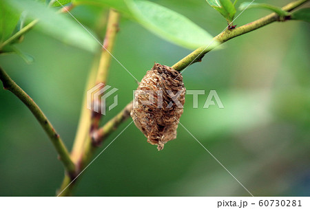 カマキリの卵 カマキリの卵 60730281