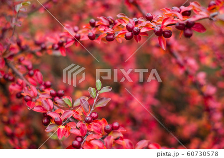 Cotoneaster horizontalis plant 60730578