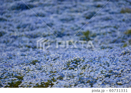 ネモフィラ 60731331