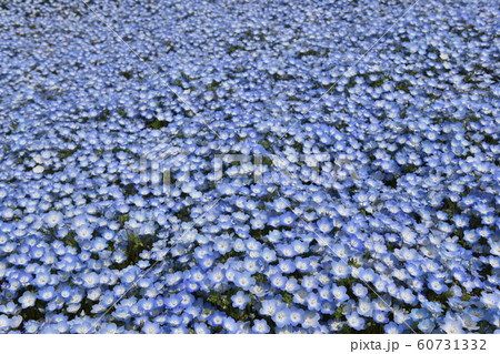 ネモフィラ ネモフィラ 60731332