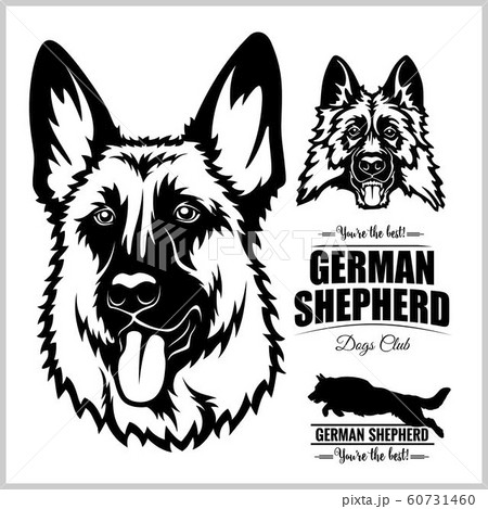 Shepherd Dog Portrait Vector Illustration On のイラスト素材