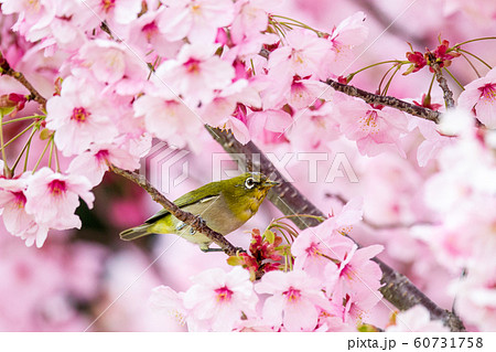 桜メジロ６ 60731758