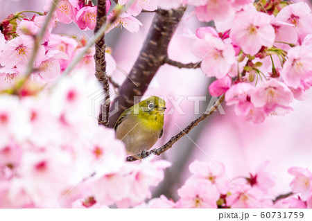 桜メジロ7 桜メジロ7 60731759