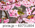 桜メジロ１１ 60731804