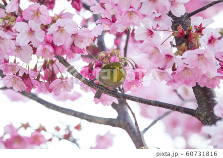 桜メジロ15 桜メジロ15 60731816