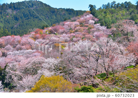 桜景　吉野山 60732023