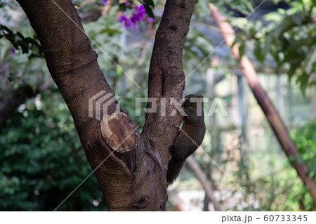 野生の台湾リス 60733345