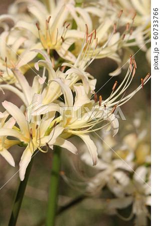 シロバナマンジュシャゲ 60733766
