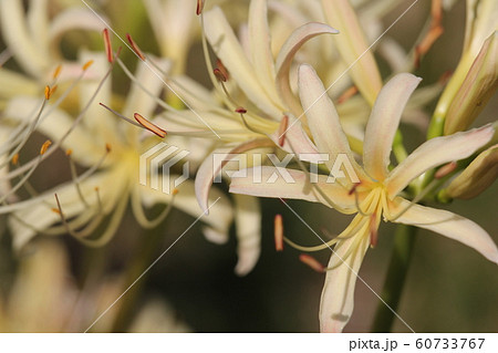 シロバナマンジュシャゲ シロバナマンジュシャゲ 60733767
