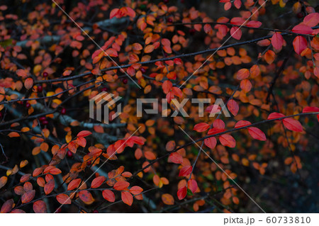 Red autumn leaves on the bush. Scandinavian fall. Background photo Red autumn leaves on the bush. Scandinavian fall. Background photo 60733810