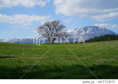 小岩井の一本桜と岩手山 60733833