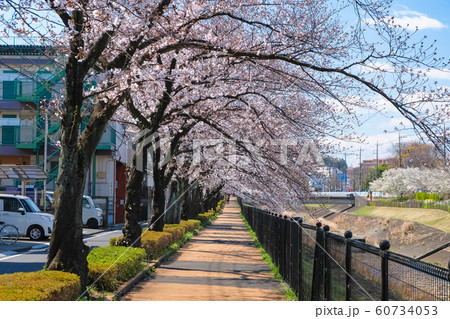 多摩市 乞田川沿いの桜並木 多摩市 乞田川沿いの桜並木 60734053