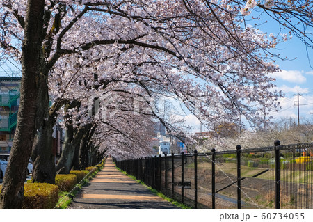 多摩市 乞田川沿いの桜並木 多摩市 乞田川沿いの桜並木 60734055