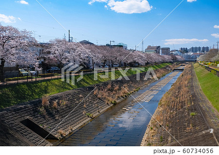多摩市 桜の咲く乞田川 60734056