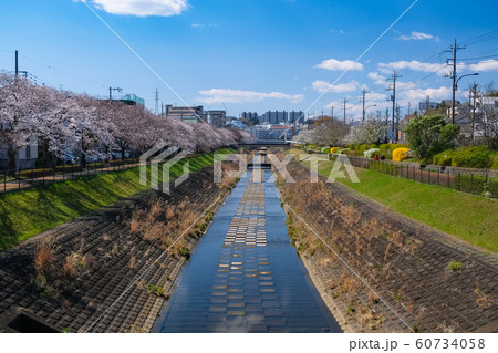 多摩市 桜の咲く乞田川 多摩市 桜の咲く乞田川 60734058