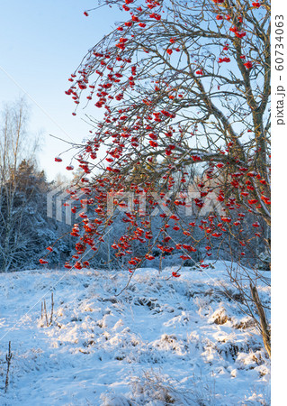 Bright winter day in Sweden. Frosted trees and snowy ground. Winter in scandinavia. Landscape wallpaper. Bright winter day in Sweden. Frosted trees and snowy ground. Winter in scandinavia. Landscape wallpaper. 60734063