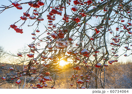 Red rowan berries on the branch in the blue sky background. Scandinavian winter. Swedish nature wallpaper 60734064