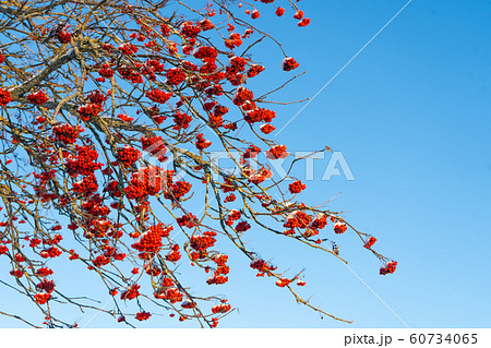 Red rowan berries on the branch in the blue sky background. Scandinavian winter. Swedish nature wallpaper, background Red rowan berries on the branch in the blue sky background. Scandinavian winter. Swedish nature wallpaper, background 60734065