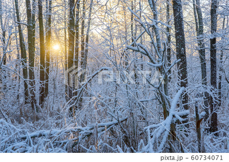 Bright winter day in Sweden. Frosted trees and snowy ground. Winter in scandinavia. Landscape wallpaper. Bright winter day in Sweden. Frosted trees and snowy ground. Winter in scandinavia. Landscape wallpaper. 60734071