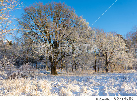 Bright winter day in Sweden. Frosted trees and snowy ground. Winter in scandinavia. Landscape wallpaper. 60734080