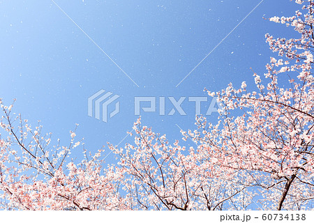 青空に桜吹雪舞う 青空に桜吹雪舞う 60734138