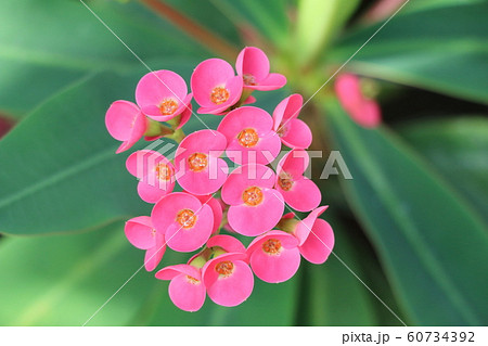 ハナキリン ハナキリン 60734392