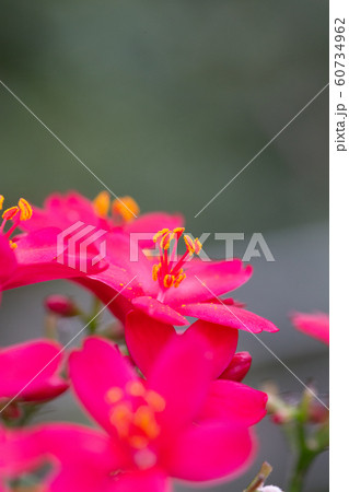 熱帯植物 ピンクの可愛い花の写真素材