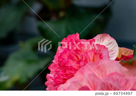 熱帯植物 美しいベゴニアの花 ピンク 熱帯植物 美しいベゴニアの花 ピンク 60734997