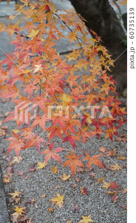 紅葉の京都 紅葉の京都 60735139