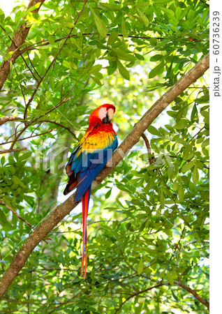 red, blue, yellow ara parrot outdoor 60736239