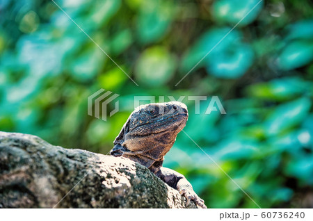 Lizard iguana sitting on grey stone in Honduras 60736240