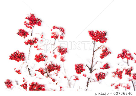 red ashberry and white snow 60736246
