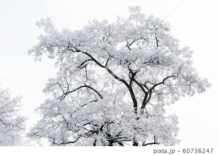 Tree covered with white frost on foggy sky 60736247