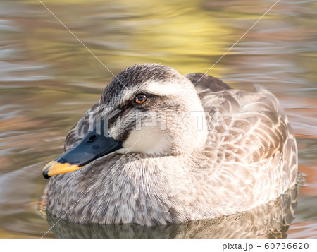 カルガモ 60736620