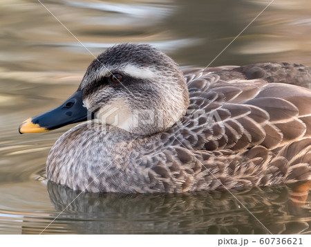 カルガモ 60736621