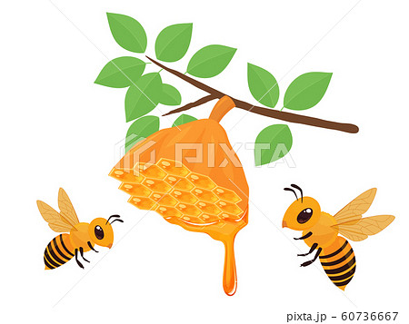 蜜蜂の巣のイラスト 蜂蜜 垂れる 枝のイラスト素材